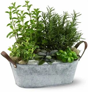 Plant herbs
