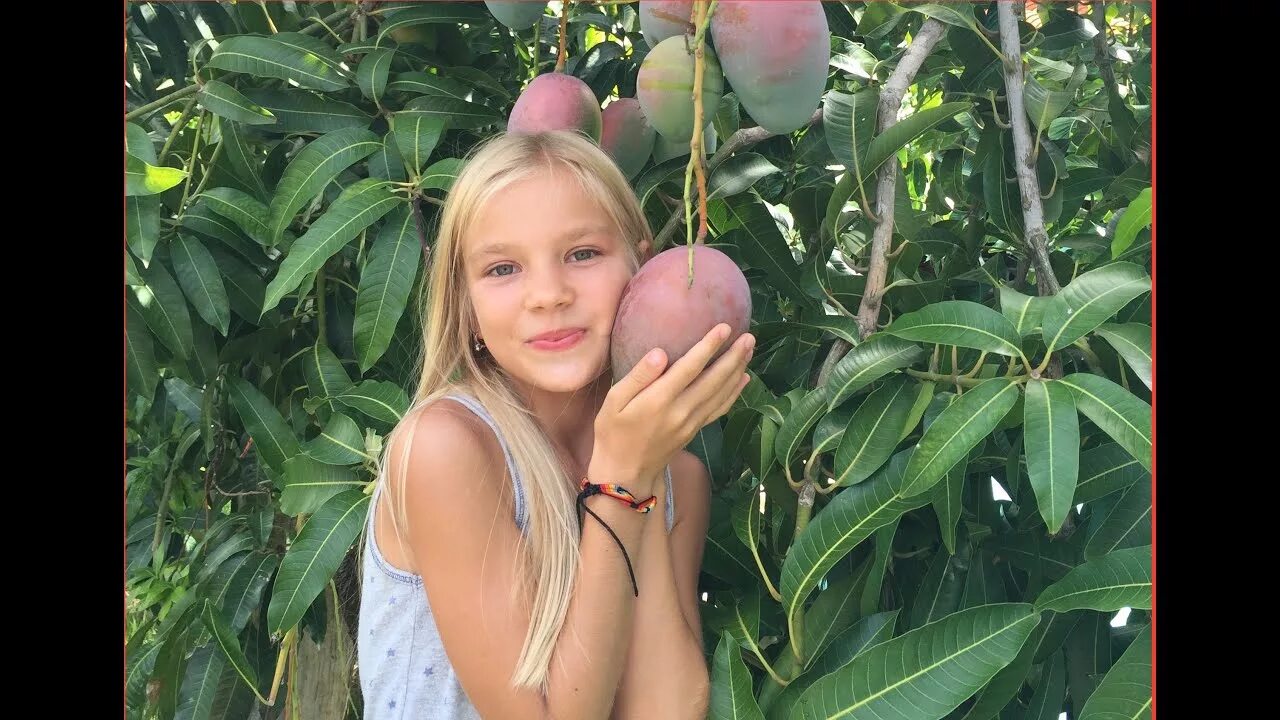 Манго плод. Сушеный манго эстетика. Манго плод. Манго фрукт с косточкой. Манго плод.