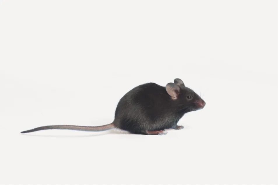 Мыши линии c57bl/6. C57bl/6 n. Черная мышь. Лабораторные мыши. Sibm mouse
