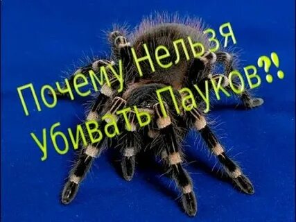 Паука нельзя назвать красивым животным