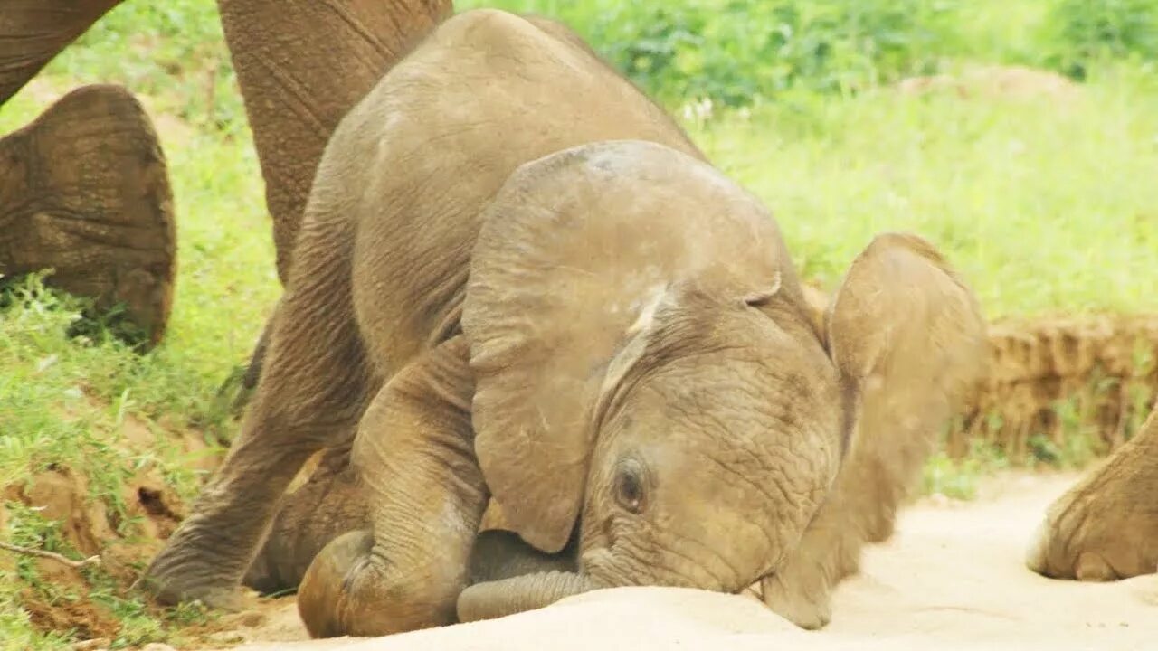 5 слоник