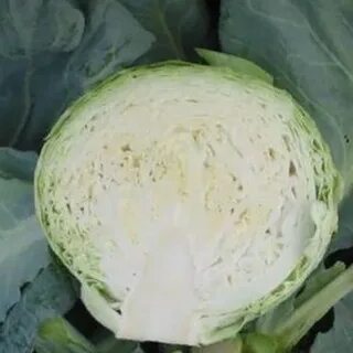 Капуста сорт циклоп отзывы