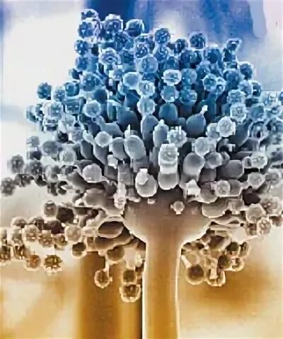 плесень захватила весь мир. плесневые грибы. плесневые грибы польза и вред для человека. благородная плесень. фермы плесневелых грибов.