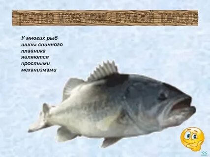 Плавники рыбы что делают