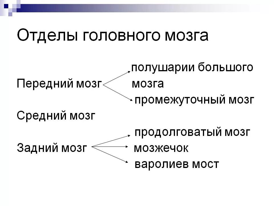 Отделы переднего мозга. Функции отделов переднего мозга. передний мозг особенности строения и функции. отделы мозга передний средний задний.