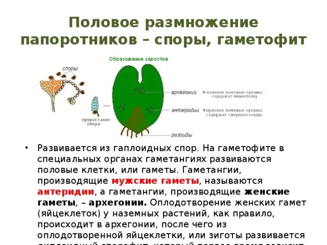 Половое размножение папоротников. Органы полового размножения папоротника. Половое и бесполое размножение папоротников. Функции полового поколения папоротника. Функция гаметофита папоротников