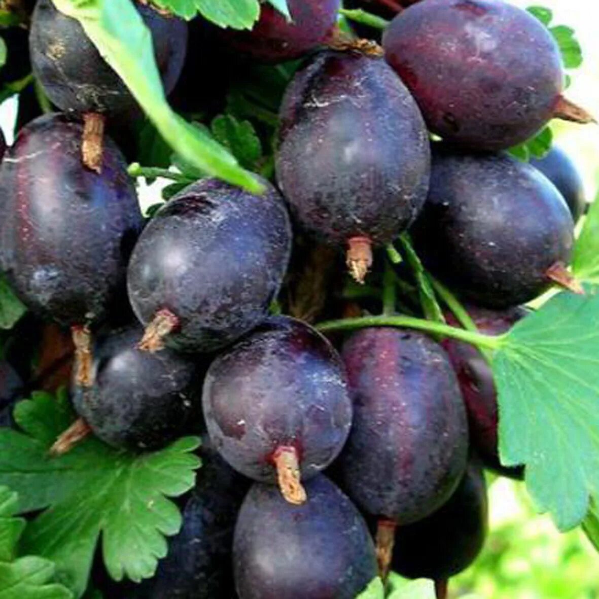 Крыжовник негус описание сорта. Крыжовник (ribes grossularia `грушенька`). крыжовник обыкновенный грушенька. крыжовник (ribes grossularia `командор`).