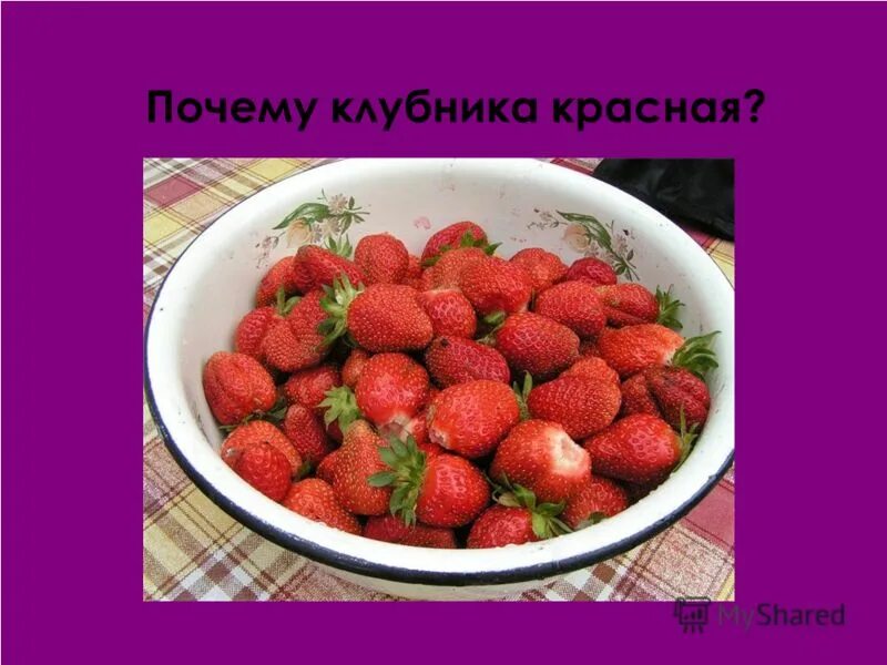 Земляника садовая манилл. Земляника описание растения. Зачем клубника. Земляника садовая нелли. Земляника описание растения.