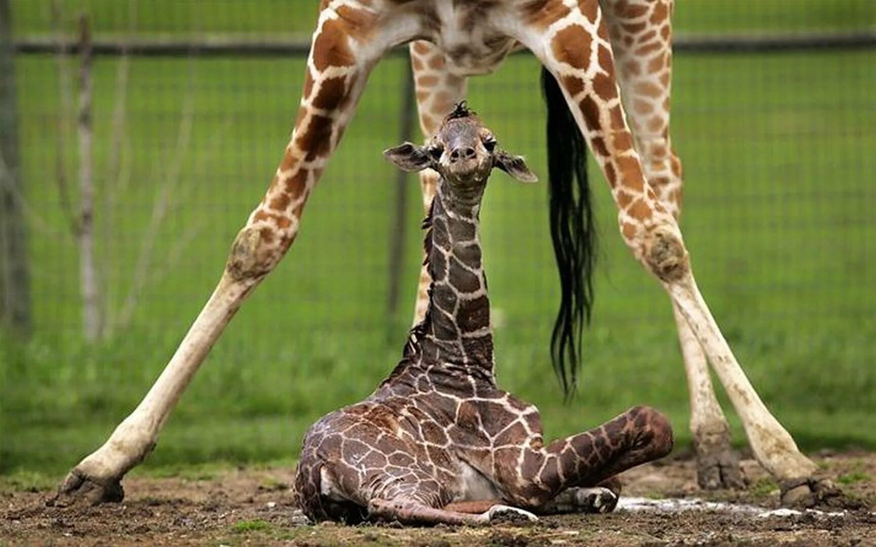 Веселые животные. Жираф язык. Жирафик смешной. Парнокопытный жираф. Жирафик улыбается.