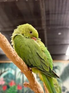 Әйелдің қынапшасын толтыратын мега оргазмының порносын қараңыз