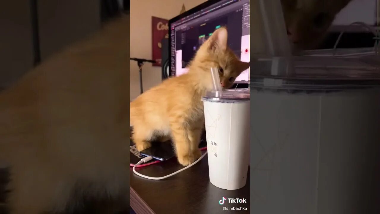 Включи видео пимпочки. Simbachka pimpochka. Фото бенчика. Симба симбочка. Котик симбочка пимпочка.