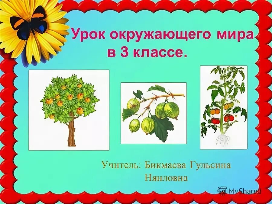 растения производители примеры. производители окружающий мир 3 класс растения. разнообразие растений. как заготавливают надземные части растений. презентация на тему растения.