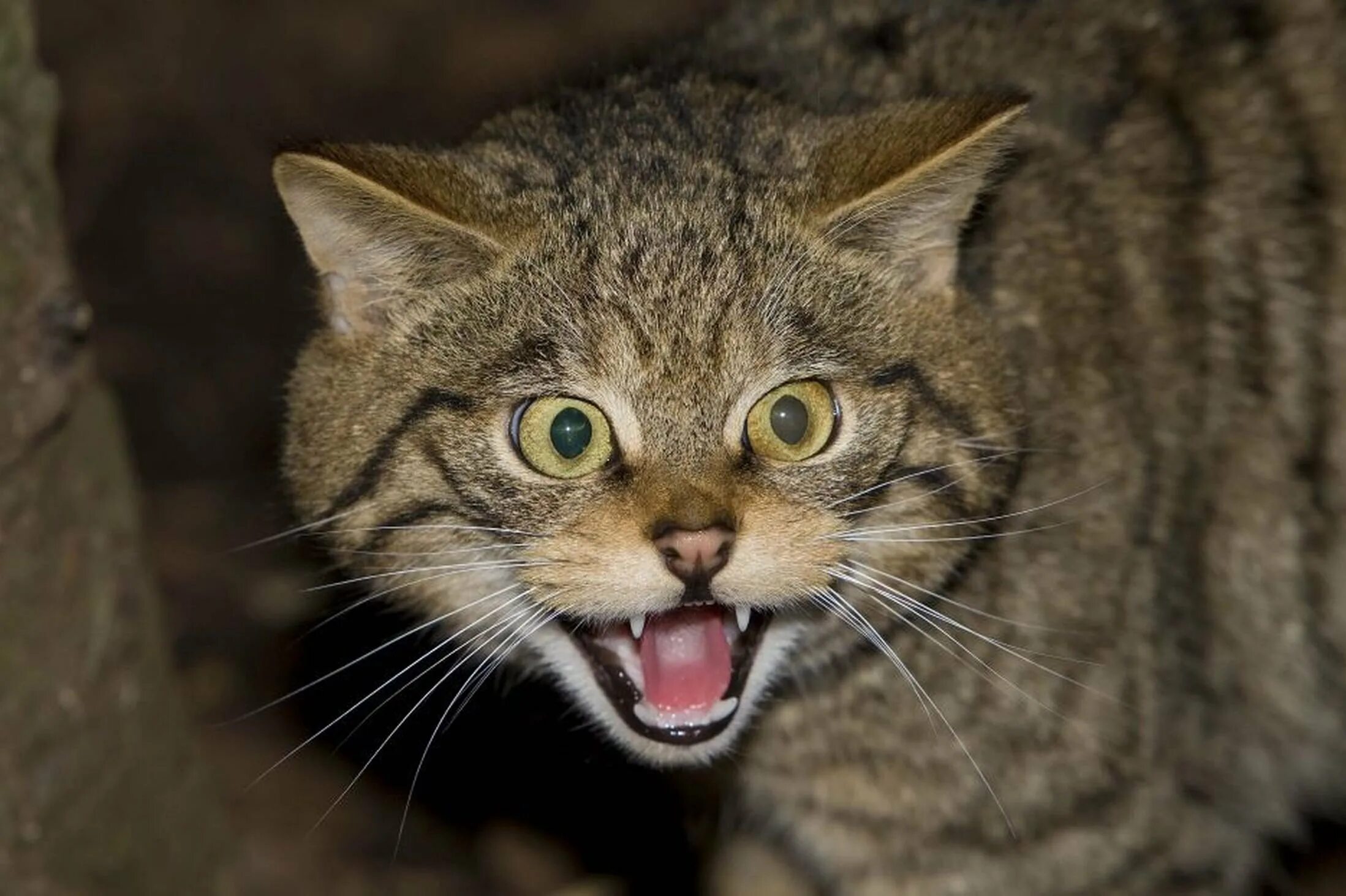 Самая опасная кошка