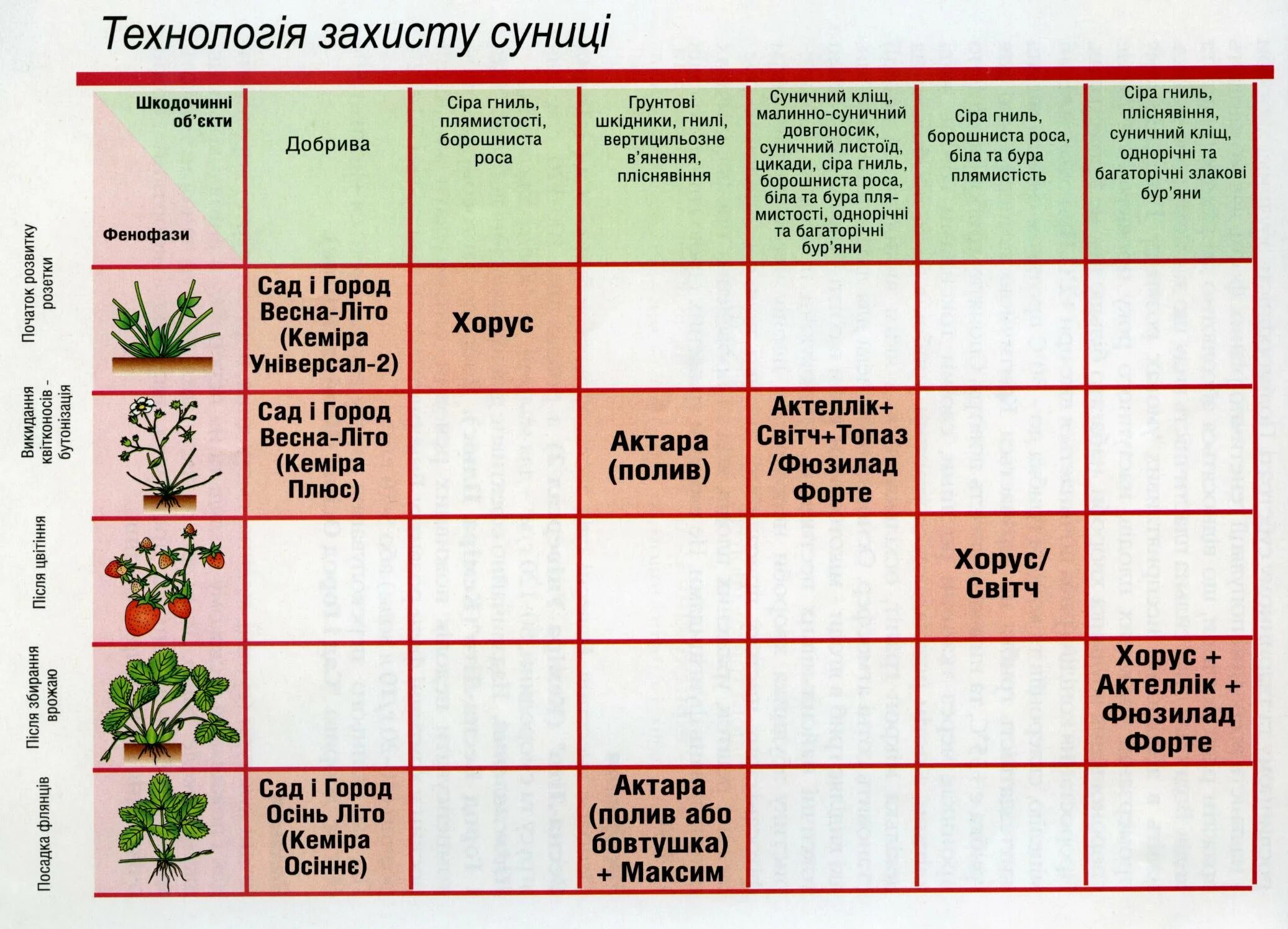 Обработка мочевиной весной деревья и кустарники. Схема опрыскивания сада весной. Схема обработки плодовых деревьев от болезней. Схема обработки клубники от вредителей. Схема обработки сада от вредителей и болезней.