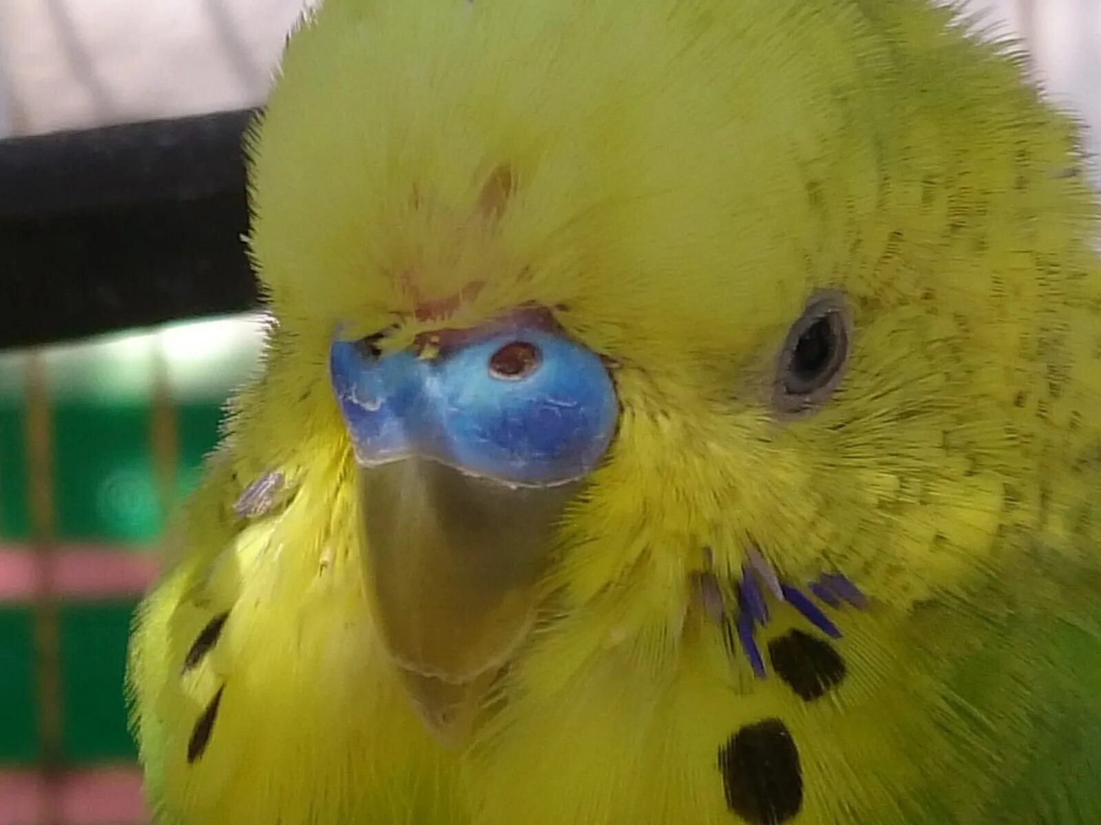 Гиперкератоз восковицы. Клювики волнистых попугаев. Строение клюва у волнистого попугая. Волнистый попугайчик клюв. Волнистый попугай напыжился.