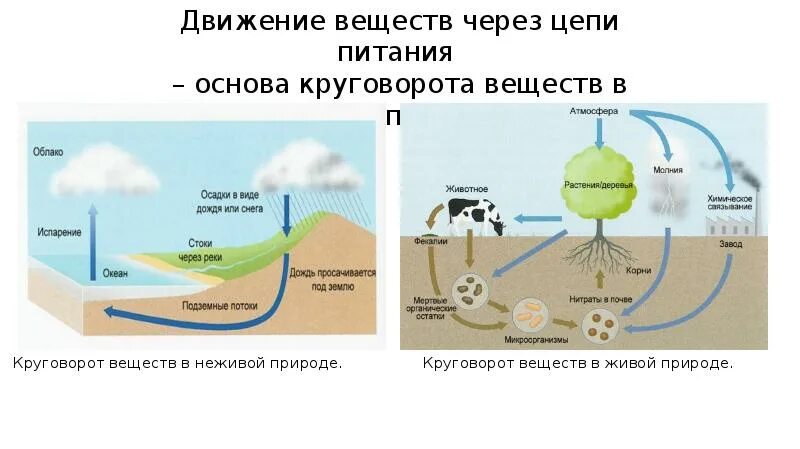 В основе круговорота веществ лежит