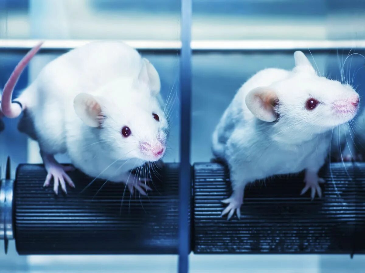 Meets mice. Gerbil. Meets mice. Meets mice. Meets mice.