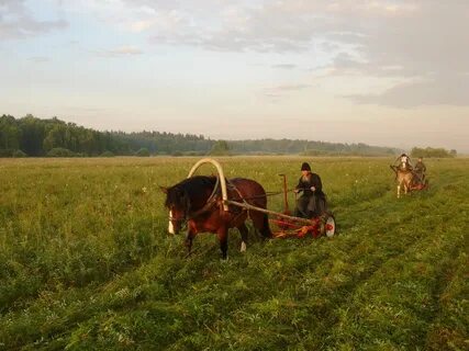Рассказы сенокос