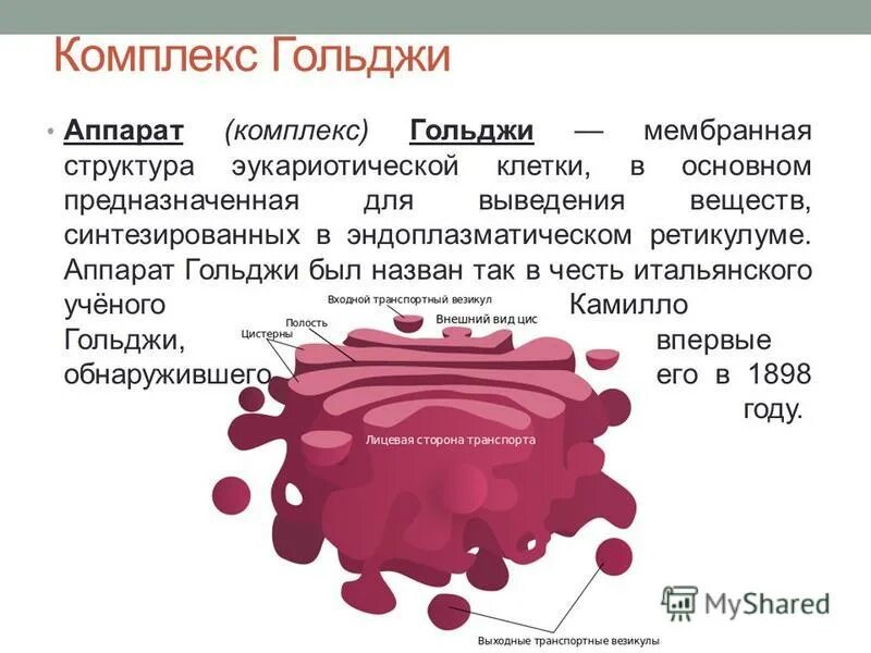 ЭПР И аппарат Гольджи. Аппарат Гольджи и эндоплазматическая сеть. 8. Аппарат Гольджи. Эндоплазматическая сеть. Строение, функции.. Мембрана аппарата Гольджи. Выполняет секреторную функцию аппарат гольджи