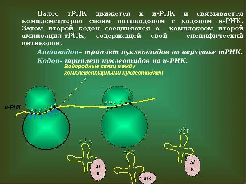 Кодоны т рнк комплементарны триплетам. Кодон и антикодон. кодон и антикодон трнк. антикодон это в биологии. антикодон комплементарен кодону.