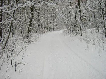 Леса недавно столь густые