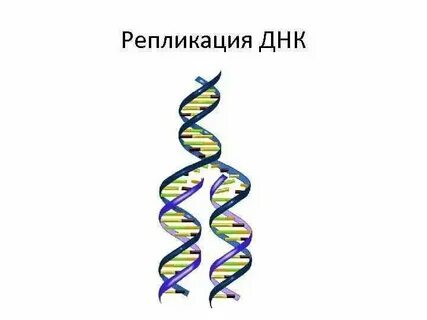 Удвоение молекул днк происходит в