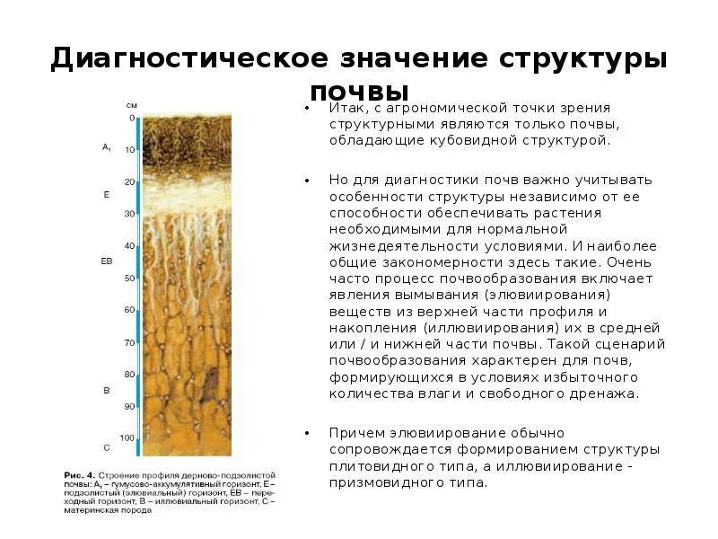 Диагностика почв. Агрономическая структура почвы. Генетический метод диагностики почв. Значение структуры почвы. Почвы формируется в условиях избыточного увлажнения