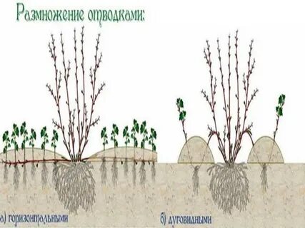 Как размножить пузыреплодник черенками летом