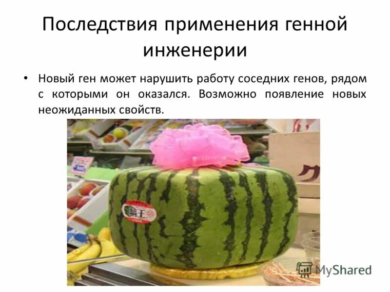 генетическая инженерия возможности. генномодифицированные организмы. генная инженерия. негативные последствия генной инженерии. риски генной инженерии.