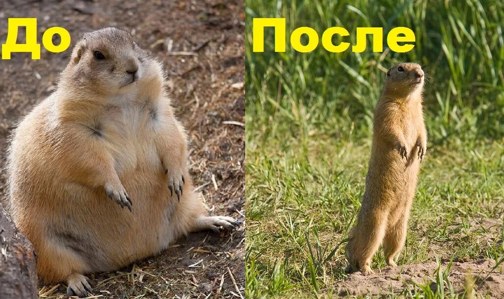 Суслик может не есть и не пить. Надпись суслик. суслик мемы. ты суслик. сутулый суслик.