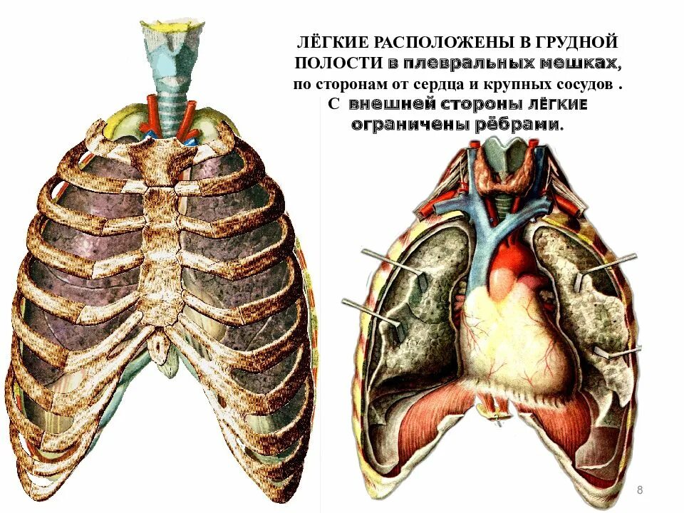 Расположение легких. Анатомия грудной полости. Расположение легких в грудной клетке. Местоположение легких