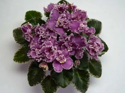 Jolly frills фиалка