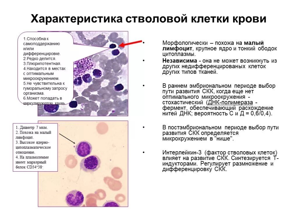 Морфофункциональная характеристика стволовой клетки крови. Свойства полипотентной стволовой клетки крови. Столовая кроветворная клетка характеристика. Функциональная характеристика стволовых клеток. Стволовая клетка крови