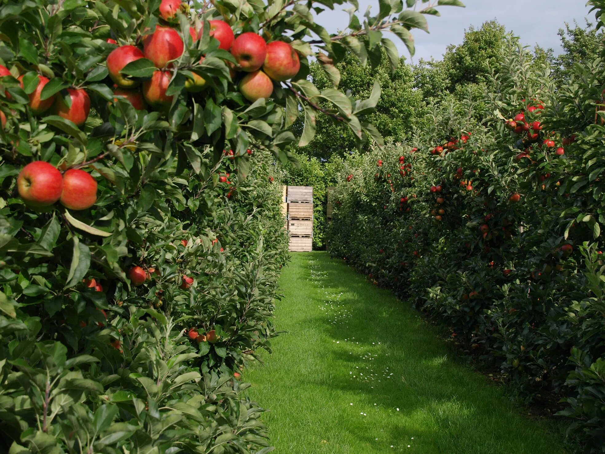 Плодовое хозяйство. Интенсивный Яблоневый сад. Яблоневые сады Краснодарского края. Суперинтенсивный сад яблони. Яблоневые сады суперинтенсивного типа.