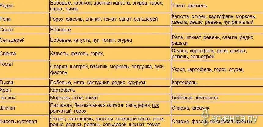 Можно ли после кабачков сажать. Совместимость растений на огороде. Что можно сажать после кабачков. После чего сажать огурцы. Что посадить после кабачков.