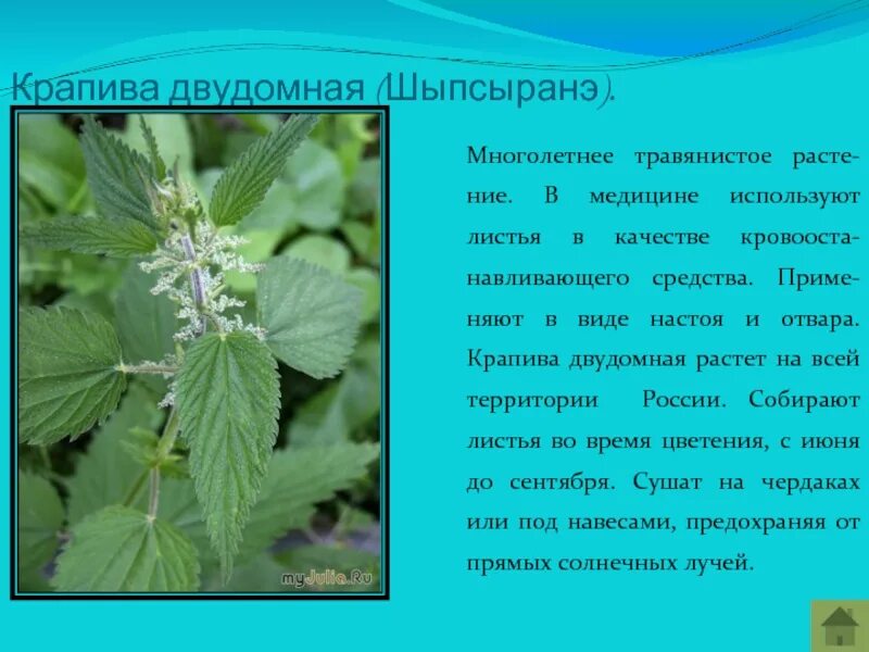 Крапива двудомная многолетнее травянистое. Крапива двудомная описание. Листья крапивы двудомной. Крапива двудомная форма. Известно что крапива двудомная