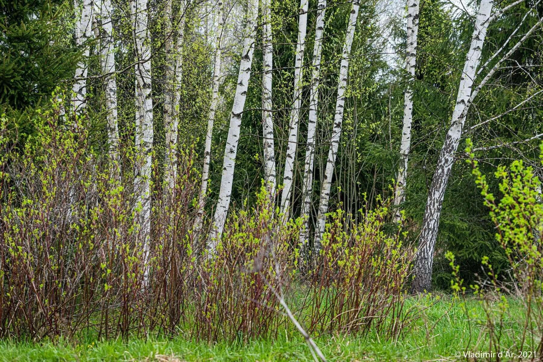 Берёза шмидта ветка. Зеленые леса россии. Берёза даурская весной. Береза круглолистная. Береза даурская черная.