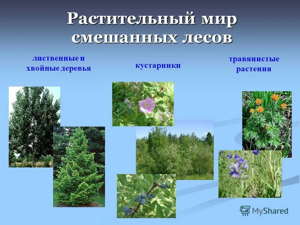 Растения смешанных лесов. Смешанные и широколиственные леса россии растительный мир. Типичные представители смешанных лесов. Растительный мир смешанных и широколиственных лесов в россии. Растения смешанных и широколиственных лесов.