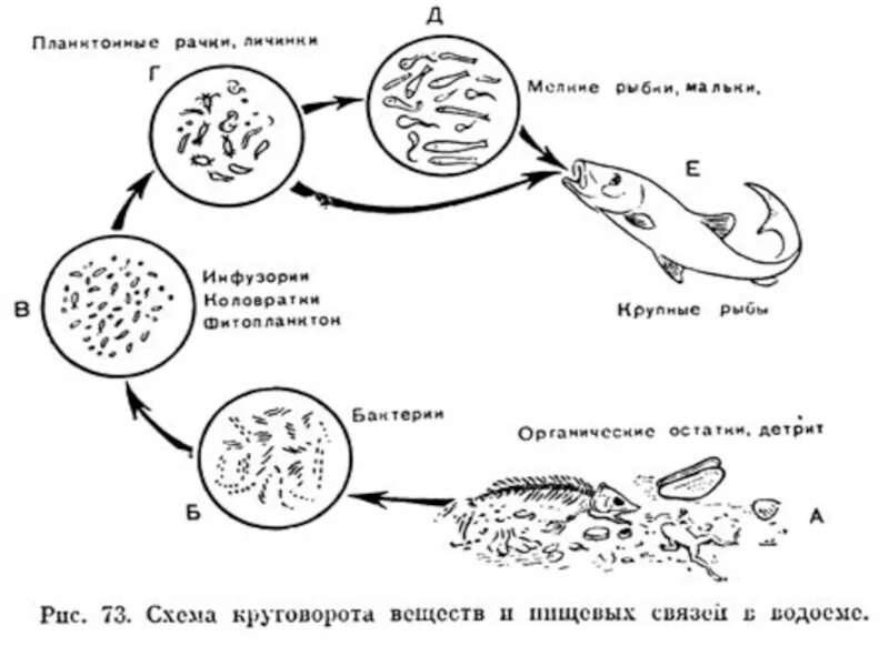 Как нарисовать схему круговорота веществ в сообществе водоема?