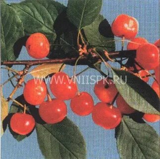 Вишня сорта фея