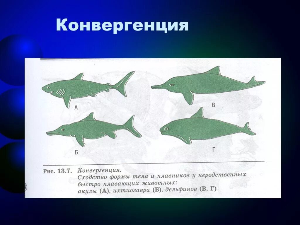 Конвергенция формы тела и плавников. Конвергенция. Конвергенция акула Ихтиозавр Дельфин. Конвергенция это в биологии.