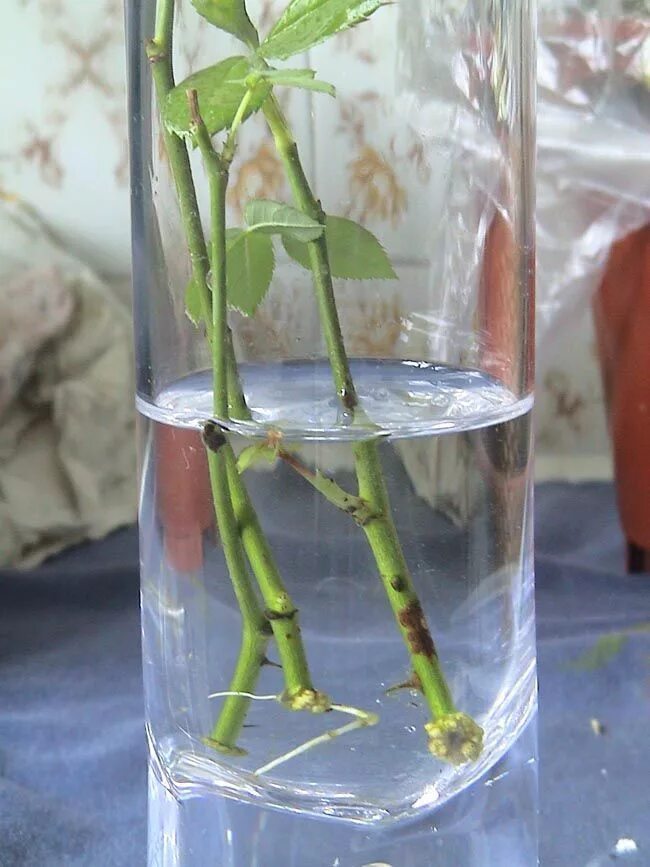 Укоренение розы в воде