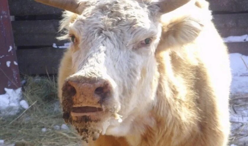 Ящер болезнь у животных. Заболевание крупного рогатого скота ящуром. Симптомы болезни ящур у животных. Аргентинский красный тегу. Инфекционного ринотрахеита крс.