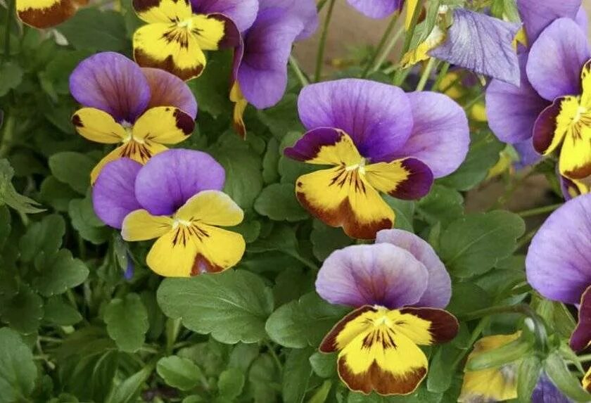 Фиалка рогатая (viola cornuta). Виола корнута (рогатая). Фиалка рогатая многолетняя выращивание. Фиалка виола рогатая. Фиалка рогатая коломбина.