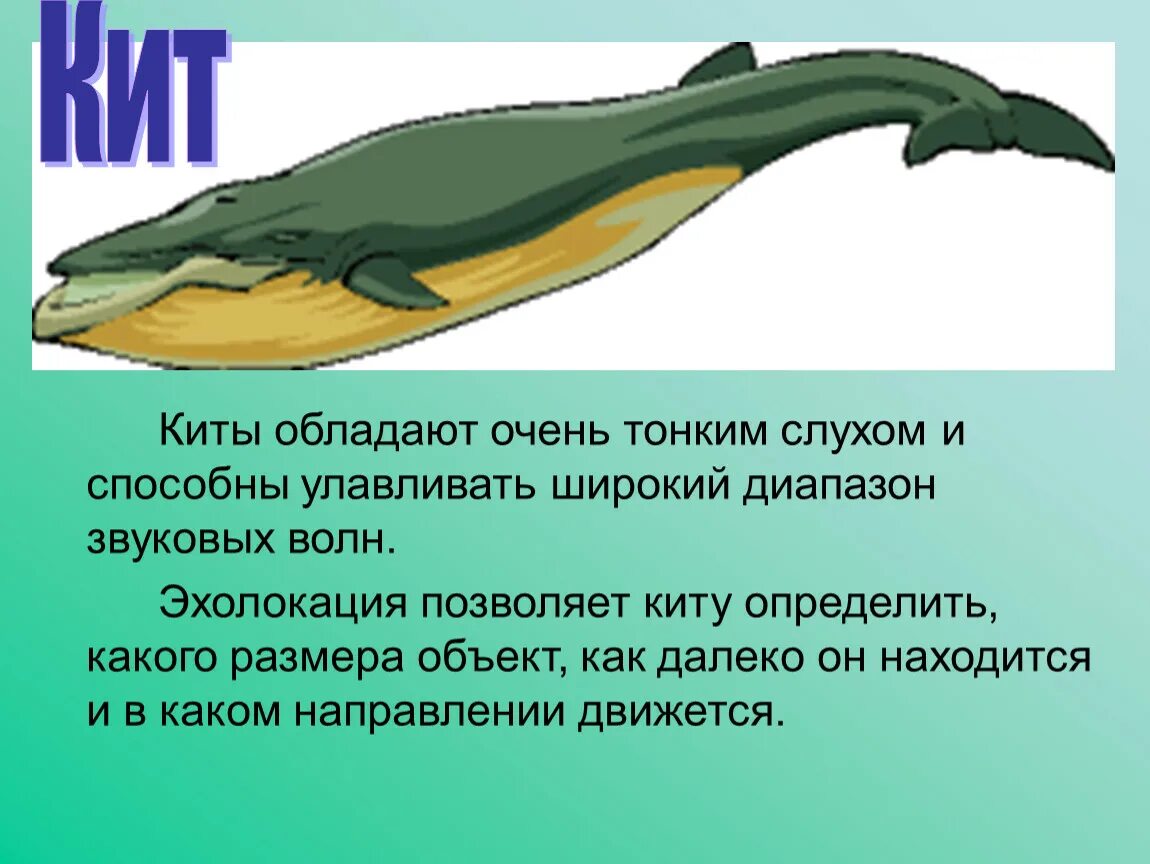 Входными воротами для эхолокационного слуха дельфина служит. Эхолокация китов. Эхолокатор у китов. Китообразные ультразвук. Ультразвук у китов.