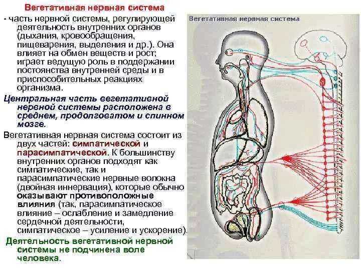 Работу сердца регулирует вегетативная нервная система. Работу сердца регулирует вегетативная нервная система. Вегетативная нервная система регу. Работу сердца регулирует вегетативная нервная система. Работу сердца регулирует вегетативная нервная система.