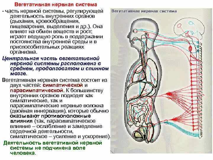 Нервные действия. Регуляция деятельности внутренних органов и их кровоснабжение ВНС. Вегетативная нервная система системы органов. Вегетативная нервная деятельность. Вегетативная нервная система регулирует.