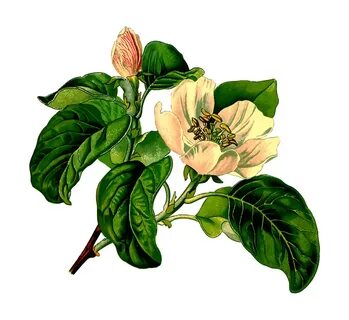 Botany