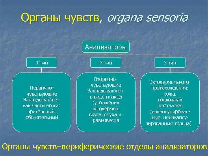 Виды органов чувств. Строение органов чувств. Первично и вторично чувствующие органы чувств. Строение анализаторов органов чувств.