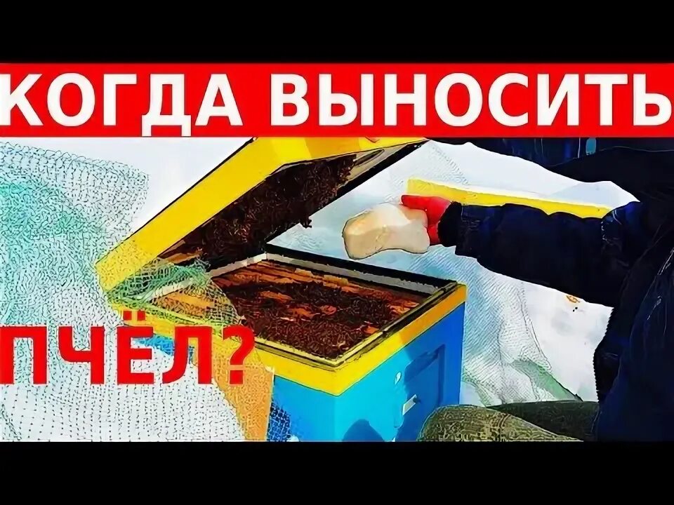 Когда выносить пчел. МАЗ нагревающий от пчелы.